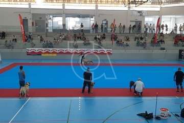 Concurso monográfico de presa canario en Telde/TA y Acfi Press.