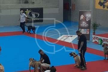 Concurso monográfico de presa canario en Telde/TA y Acfi Press.