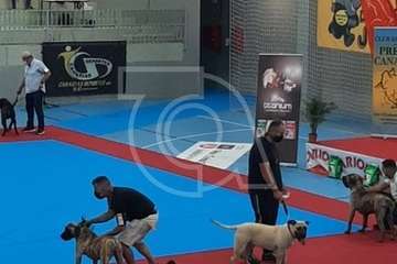 Concurso monográfico de presa canario en Telde/TA y Acfi Press.