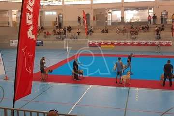 Concurso monográfico de presa canario en Telde/TA y Acfi Press.