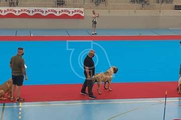 Concurso monográfico de presa canario en Telde/TA y Acfi Press.