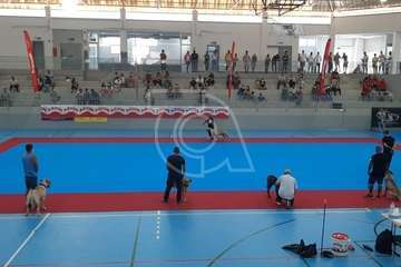 Concurso monográfico de presa canario en Telde/TA y Acfi Press.