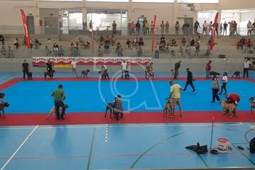 Concurso monográfico de presa canario en Telde/TA y Acfi Press.