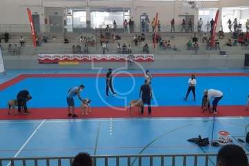 Concurso monográfico de presa canario en Telde/TA y Acfi Press.