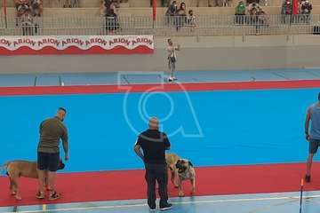 Concurso monográfico de presa canario en Telde/TA y Acfi Press.