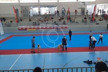 Concurso monográfico de presa canario en Telde/TA y Acfi Press.