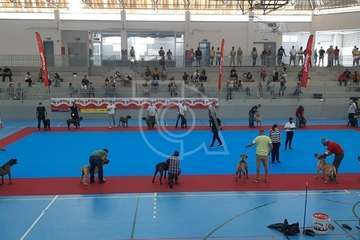 Concurso monográfico de presa canario en Telde/TA y Acfi Press.