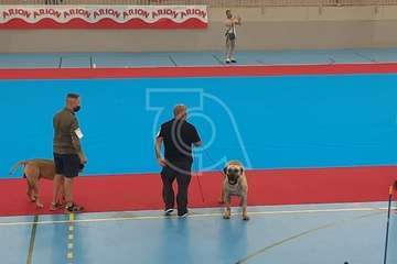 Concurso monográfico de presa canario en Telde/TA y Acfi Press.