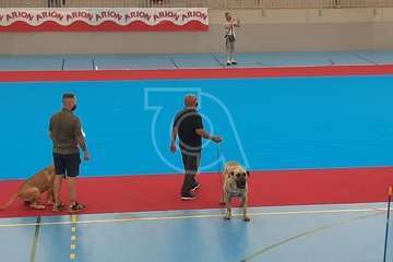 Concurso monográfico de presa canario en Telde/TA y Acfi Press.