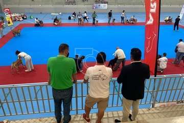 Concurso monográfico de presa canario en Telde/TA y Acfi Press.