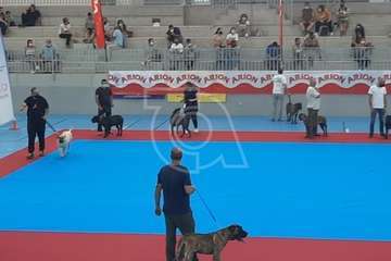 Concurso monográfico de presa canario en Telde/TA y Acfi Press.