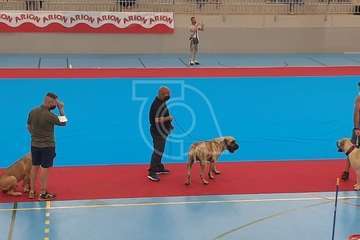 Concurso monográfico de presa canario en Telde/TA y Acfi Press.