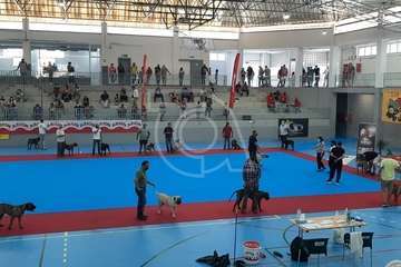 Concurso monográfico de presa canario en Telde/TA y Acfi Press.