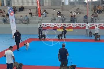 Concurso monográfico de presa canario en Telde/TA y Acfi Press.