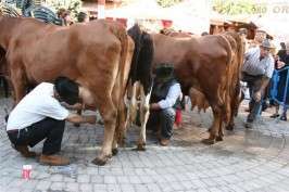 Imagen de la ordená en la plaza de San Gregorio (Foto TA)