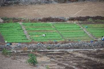 Cultivos en Telde (Foto TA)