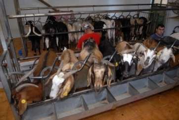 Instalación ganadera en Telde (Foto Acfi Press)