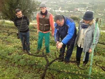 El consejero insular Francisco Santana, puesto a la tarea de podar, esta mañana en la finca del Viso (Foto TA)