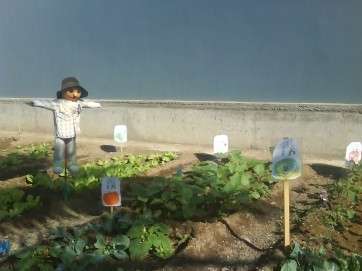 Imagen de archivo de un huerto ecológico en Telde (Foto TA)