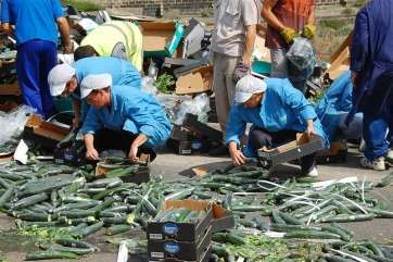 Imagen de archivo de trabajadores de Bonny recogiendo pepinos tras el vuelco de un camión de la compañía (Foto TA)