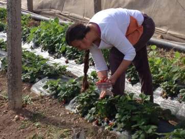 Rosi Campos trabajando en la huerta (Foto TA)