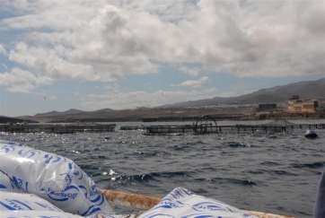 Jaulas marinas de acuicultura instaladas en el litoral de Telde (Foto TA)