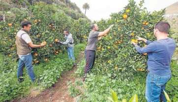 Cuatro miembros de la asociación cosechan la naranja en la finca de Sebastián Ascanio (Foto Borja Suárez-C7)