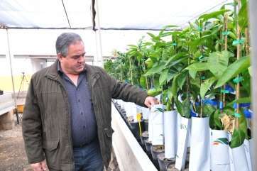 El consejero teldense Francisco Santana junto a los frutales que entregará el Cabildo a los agricultores de la Isla (Foto Acfi Press)