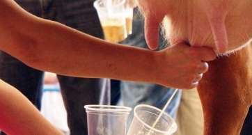 Imagen de archivo de una ordeñada (Foto TA)