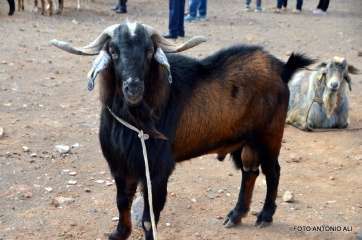 Ejemplar del ganado caprino (Foto Antonio Alí)