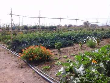 Huertos ecológicos que Cáritas gestiona en Telde (Foto TA)