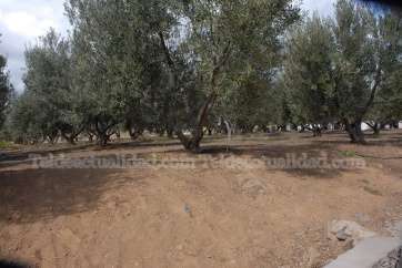 Imagen de archivo de cultivos en la zona cumbre de Telde (Foto TA)