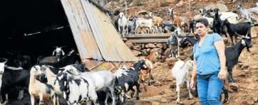 Tiene más de 200, pero Julia asegura que las conoce y echaría de menos si una faltara (Foto Juan Carlos Alonso-C7)