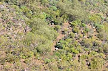 Colmenas en una finca de medianías de Telde (Foto TA)