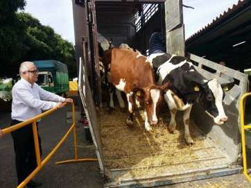 El consejero Miguel Hidalgo observa a las vacas bajando del transporte (Foto TA)