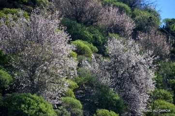 Almendros en Flor en la ruta a Valsequillo (Foto Antonio Alí)