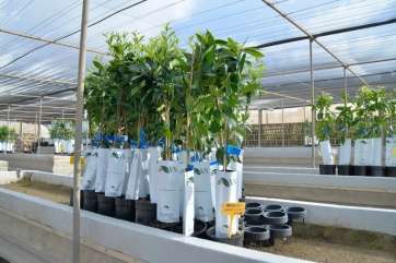 Cultivo de flores en la Granja Experimental del Cabildo (Foto TA)