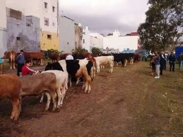 Feria de ganado en Jinámar (Foto TA)