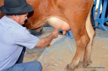 Imagen de archivo de un ganadero ordeñando una vaca a mano en Telde (Foto TA)