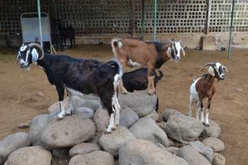 Imagen de archivo de una explotación ganadera de Telde (Foto TA)