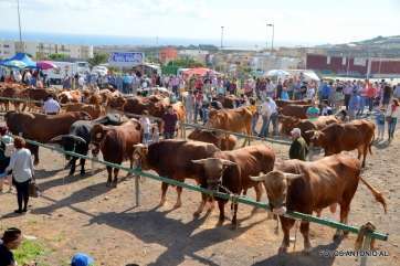 Imagen de archivo de una feria de ganado en Telde (Foto TA)