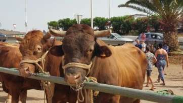 Vacas en la muestra de ganado de San Juan de este año en Telde (Foto TA)