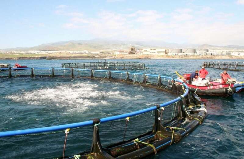 Imagen de una jaula marina en la costa de Telde (Foto TA)