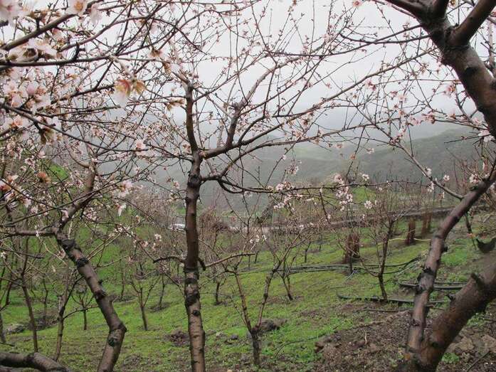Almendro en flor (Foto TA)
