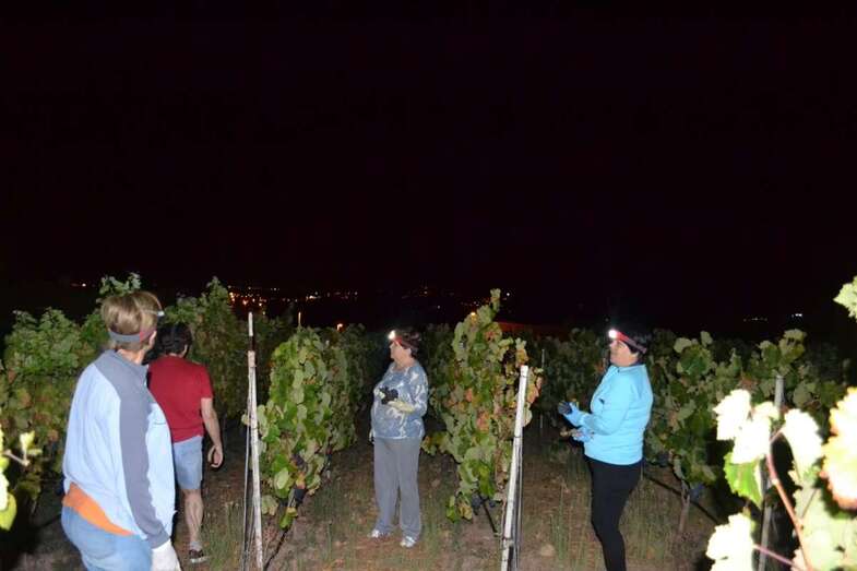 Trabajos nocturnos de la vendimia en la finca de Bodega Hinojo (Foto TA)