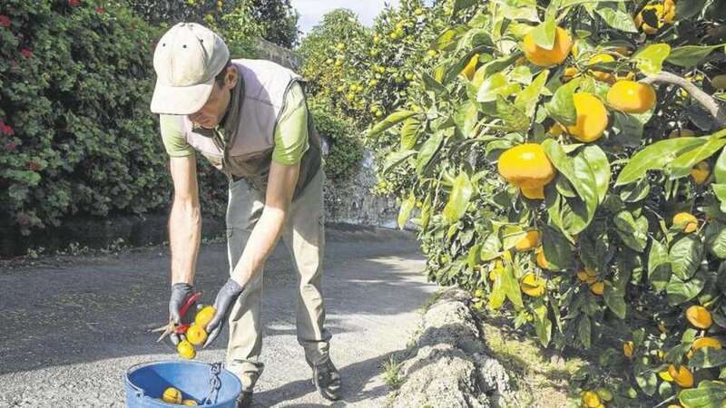 David Rodríguez recoge mandarinas en la finca que explota en García Ruiz. La cosecha de naranjas chinas empezó en agosto (Foto Borja Suárez/C7)