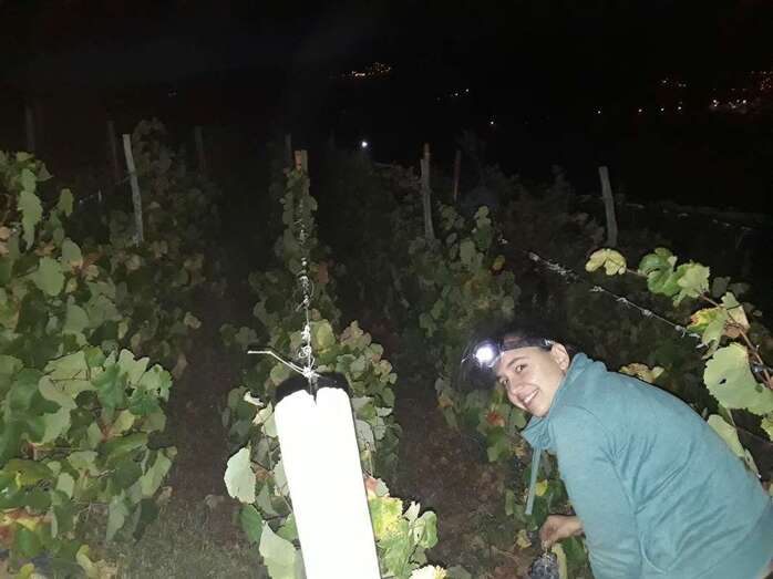 Vendimia en la Finca de Bodega Hinojo en Montaña Las Palmas (Foto TA)
