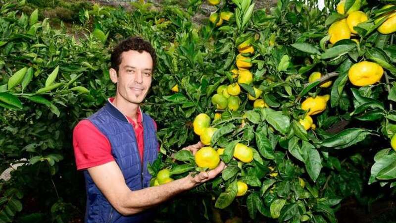 David Rodríguez muestra algunas de las naranjas que cultiva en la finca Don Tomasito (Foto TA)