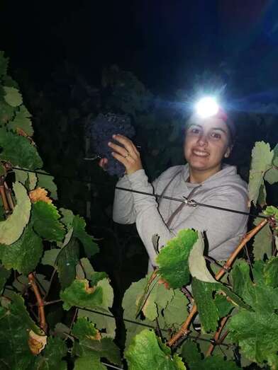 Vendimia de Bodega Hinojo en Telde, en una imagen de archivo/TA