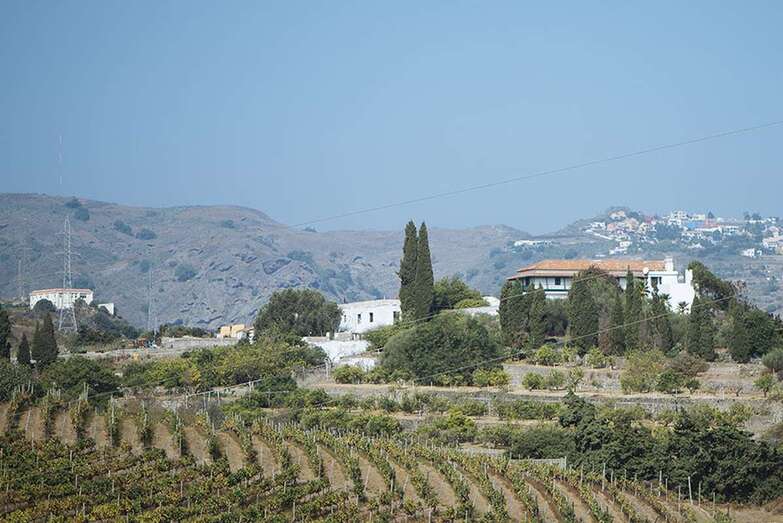 Viñedos de la bodega La Higuera Mayor/TA.